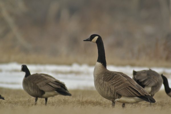 canada goose