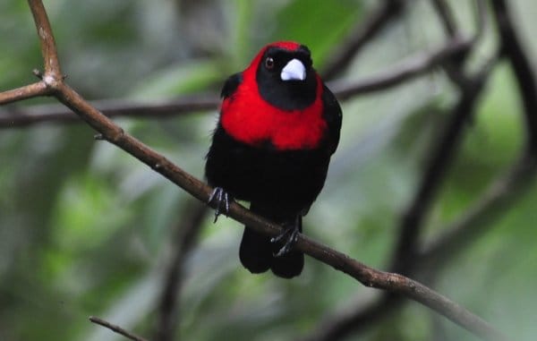 Crimson-collared Tanager