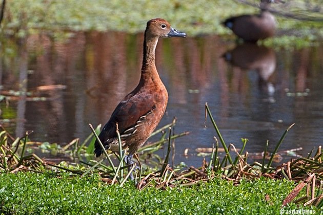 fulvous-whistling-duck-BINNS-IMG_9240-copy
