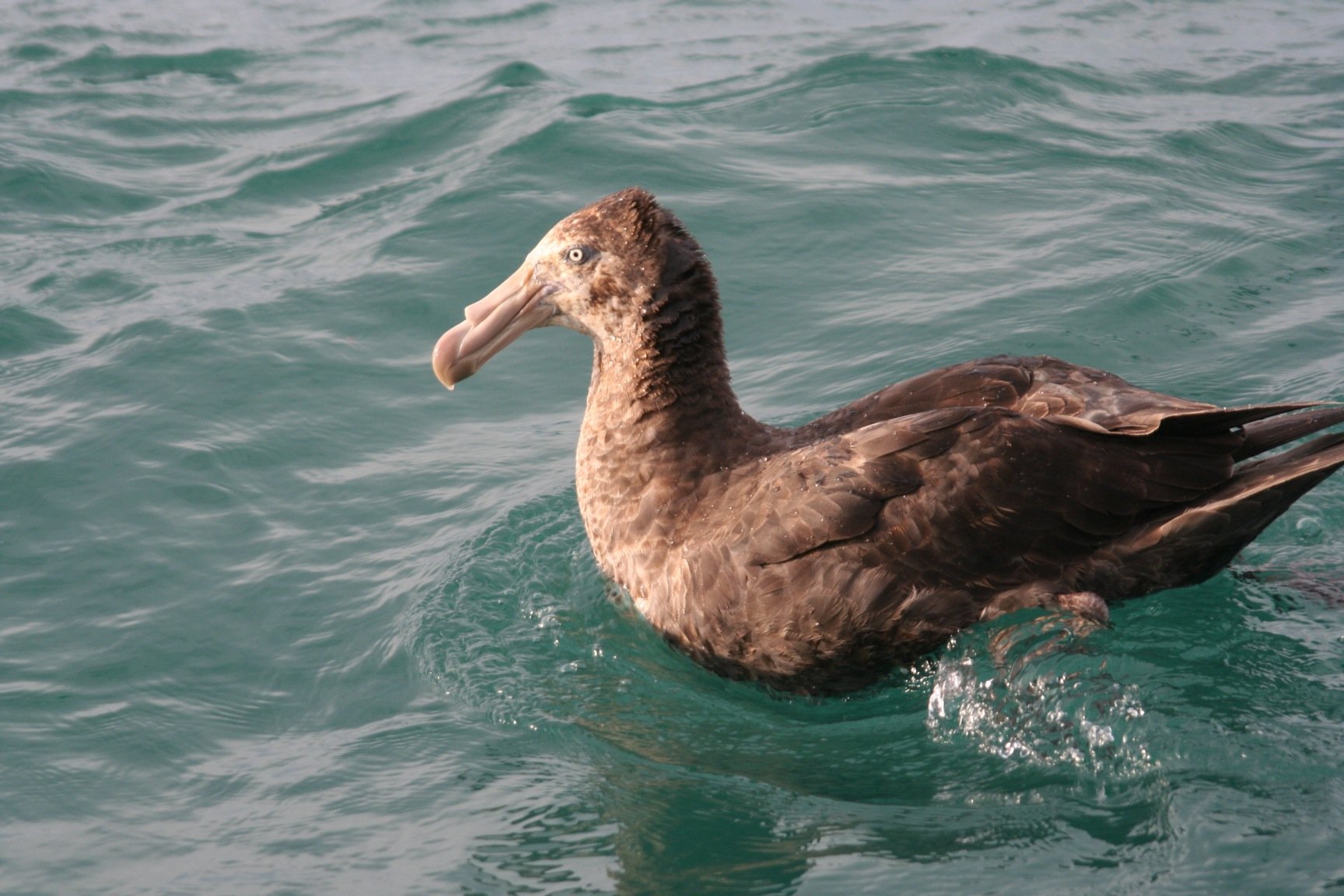 giant petrel 2