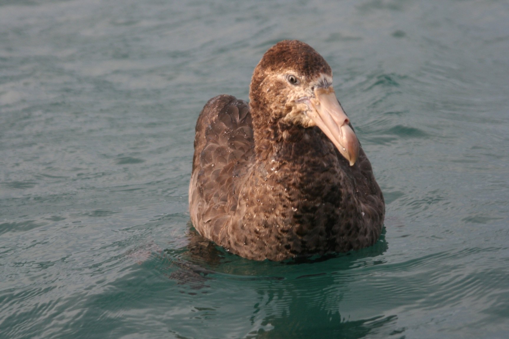 giant petrel 5