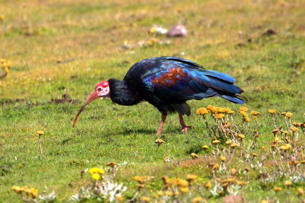 Southern Bald Ibis photographed in the highland grasslands above Sani Pass by Adam Riley