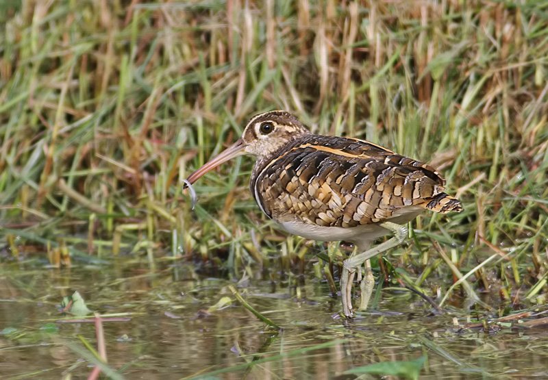 painted snipe