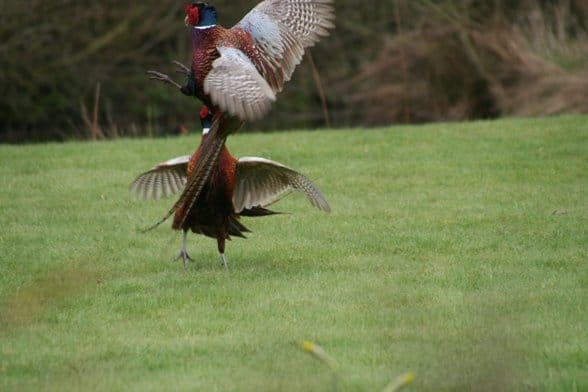 pheasant fight