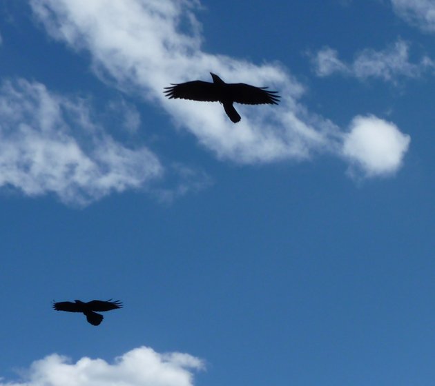 Ravens over Wyoming by The Ridger