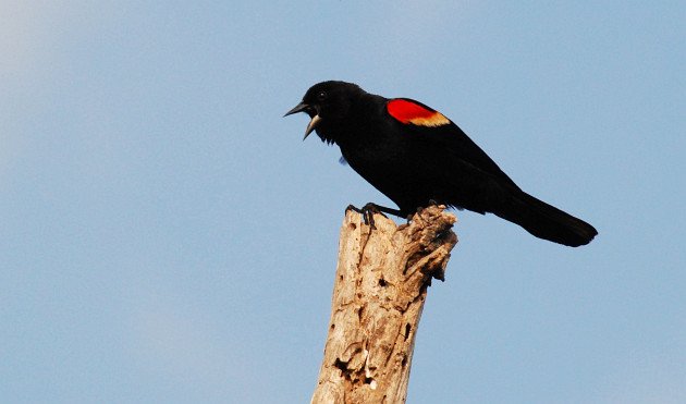 Red-winged Blackbird by David J. Ringer
