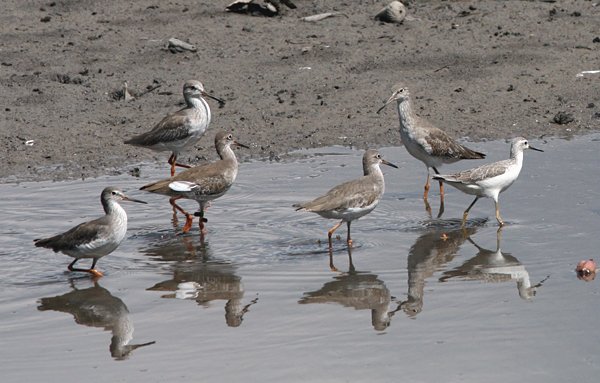 Can you identify the shorebird without red shanks here? 