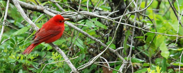 Summer Tanager by David J. Ringer