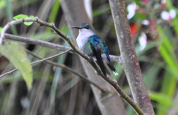 Violet-crowned Woodnymph