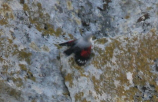 wallcreeper1