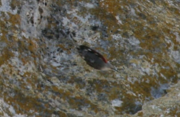 wallcreeper4