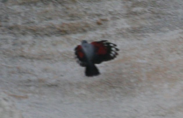 wallcreeper5