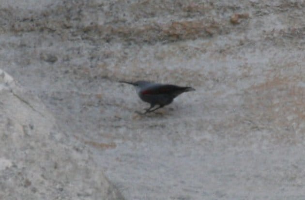 wallcreeper6