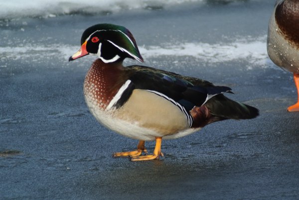 wood duck