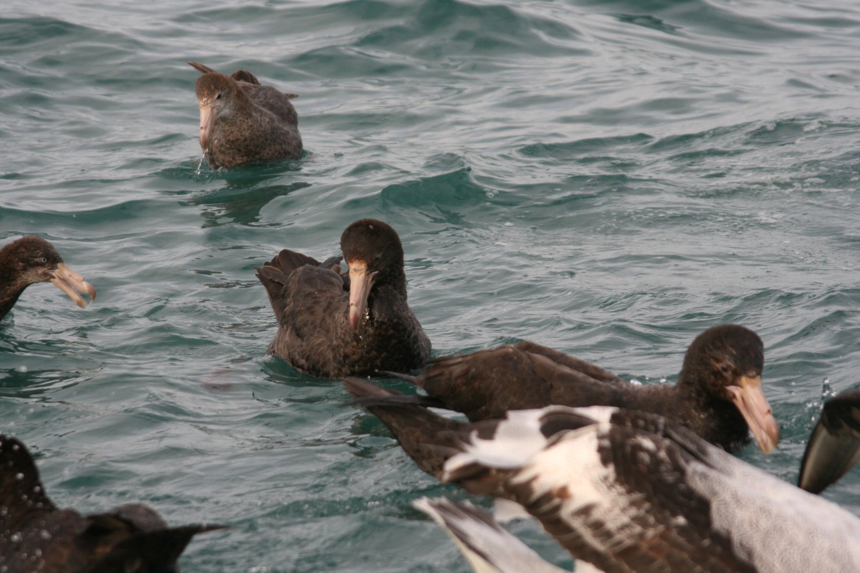 young giant petrel