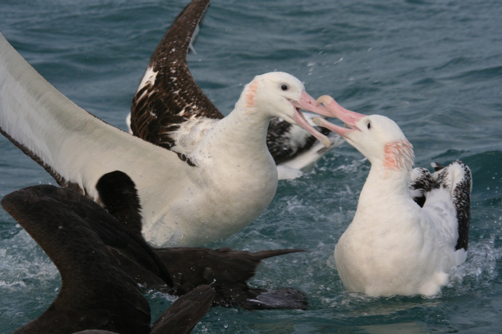 Antipodean albatross fight
