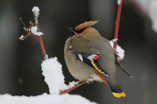 Bohemian Waxwing by NPS