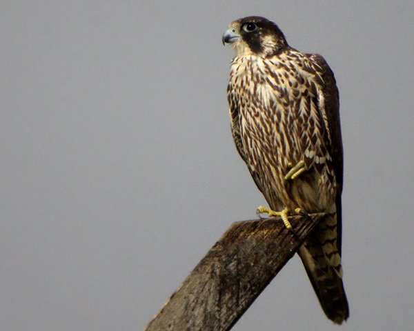 Peregrine Falcon, photo by Corey Finger