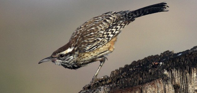 Cactus Wren taking off from a wooden post
