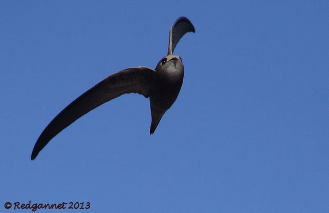 DXB 06Jan13 Pallid Swift 01