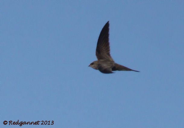 DXB 06Jan13 Pallid Swift 04