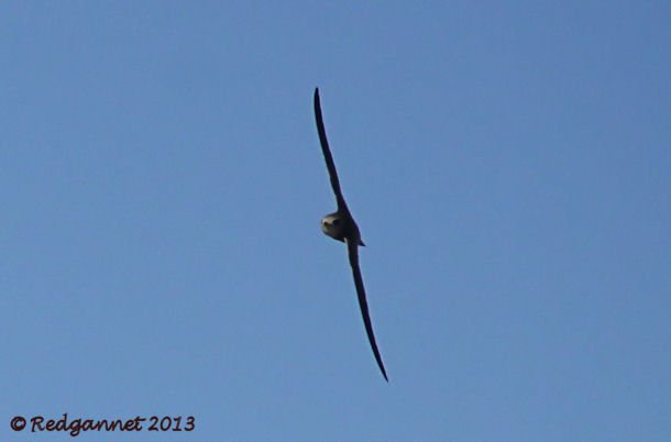 DXB 06Jan13 Pallid Swift 05