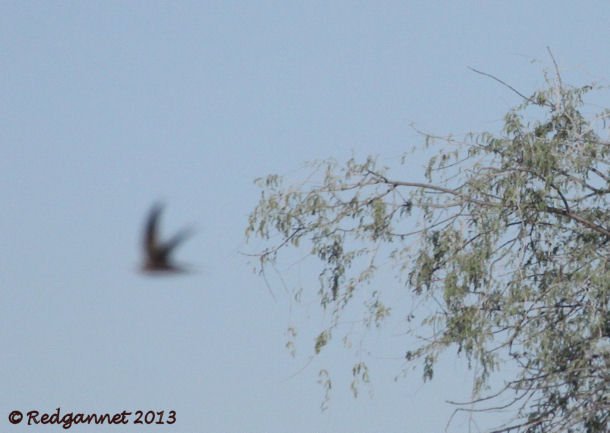 DXB 06Jan13 Pallid Swift 22