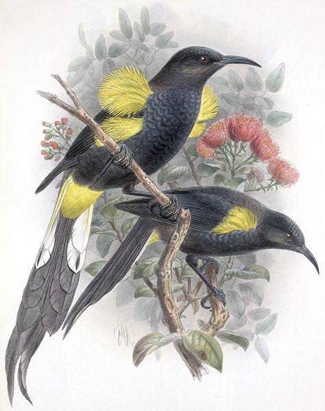 Hawaii Oo by John Gerrard Keulemans