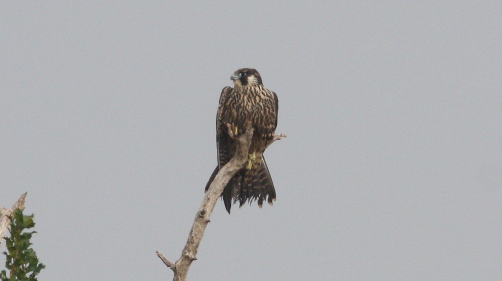 Peregrine Falcon - Northampton Co, Virginia