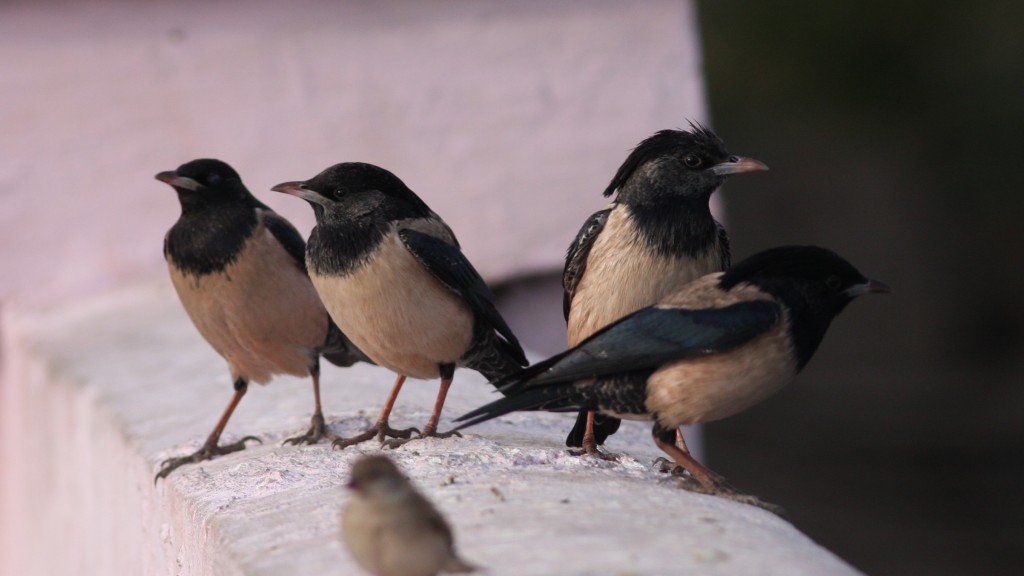 Rosy Starling - Ahmedebad, India