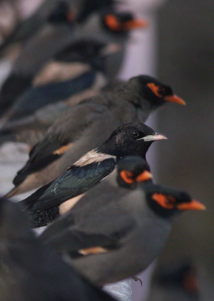 Rosy Starling, Bank Mynah - Ahmedebad, India