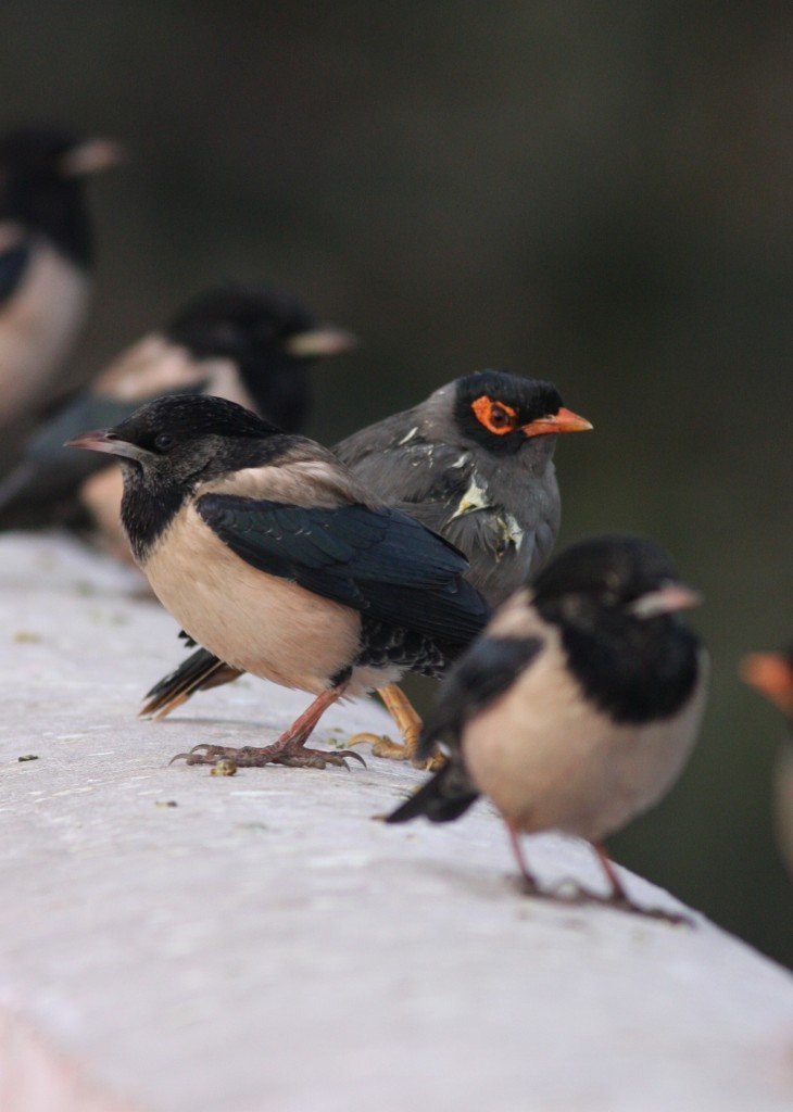 Rosy Starling - Ahmedebad, India