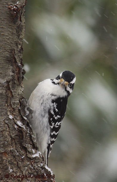 JFK 28Jan13 Hairy Woodpecker 02