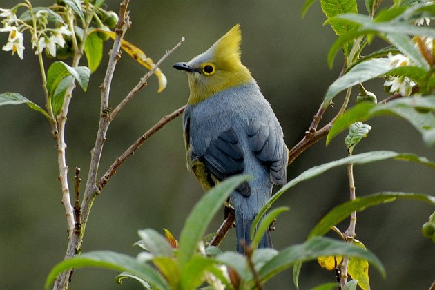 Long-tailed Silky-flycatcher by Greg Gilbert