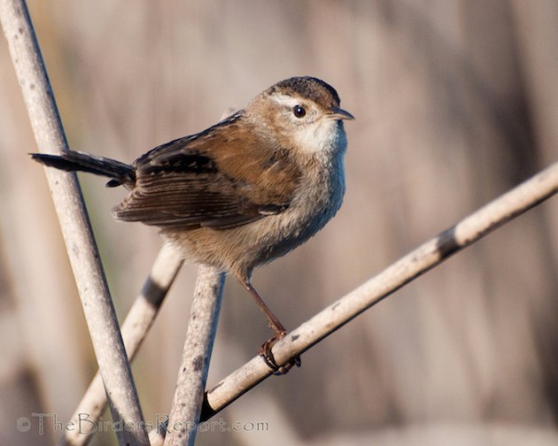 Marsh Wren