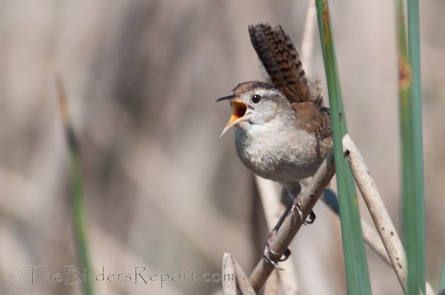 Marsh Wren