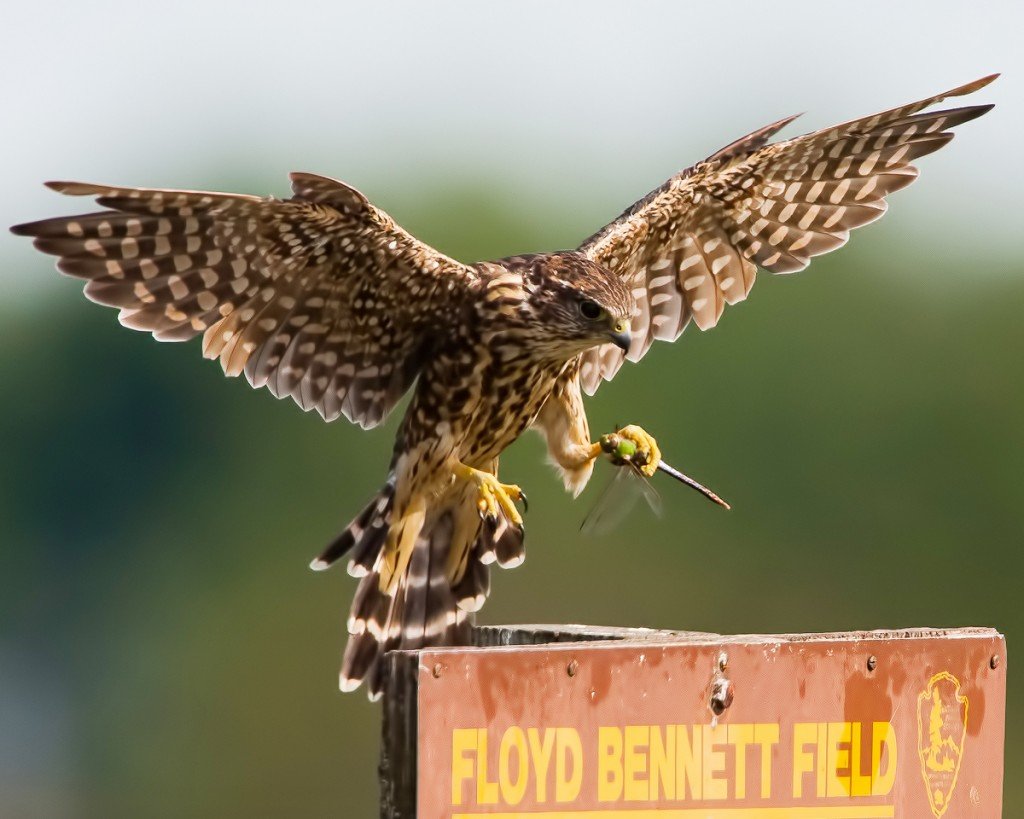 Merlin-with-dragonfly