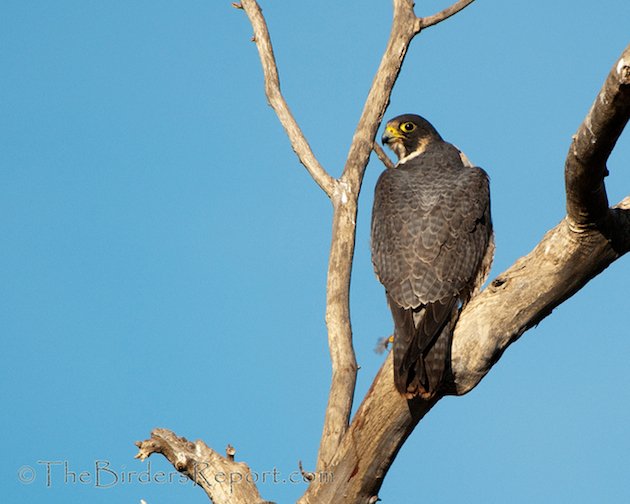 Peregrine Falcon  National Wildlife Federation