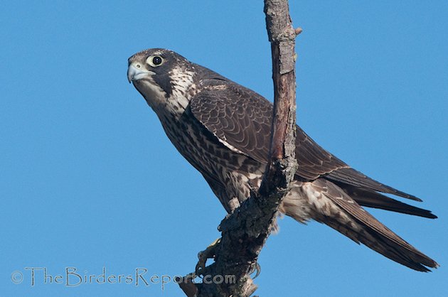 Peregrine Falcon