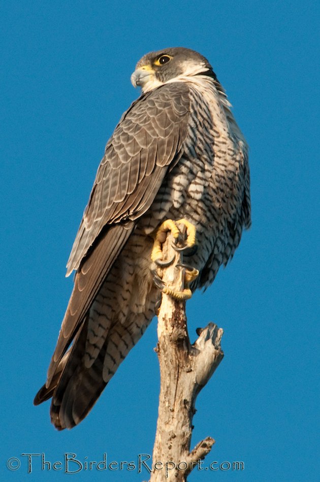 Peregrine Falcon