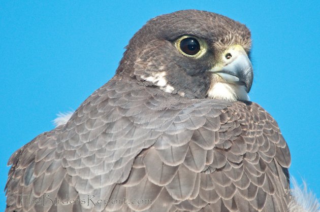 Peregrine Falcon Close Up