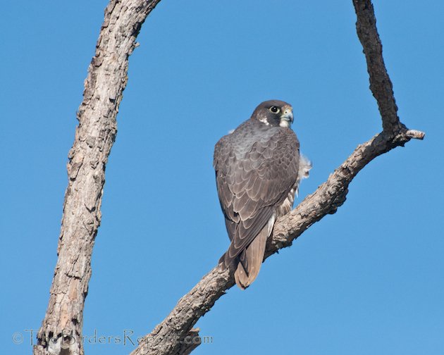 Peregrine Falcon