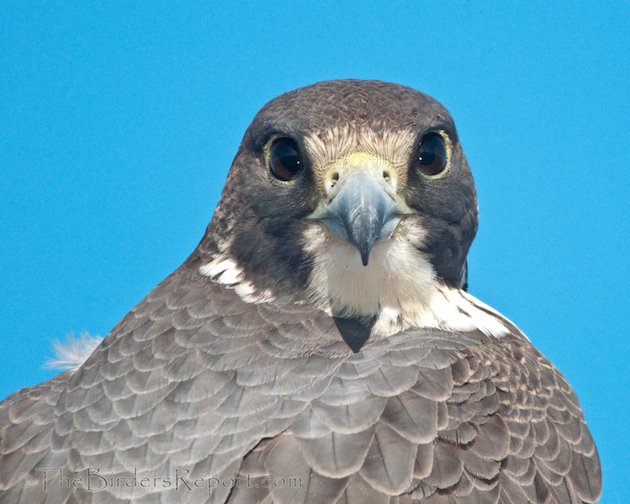 Peregrin Falcon