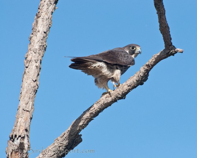 Peregrin Falcon at Delevan NWR