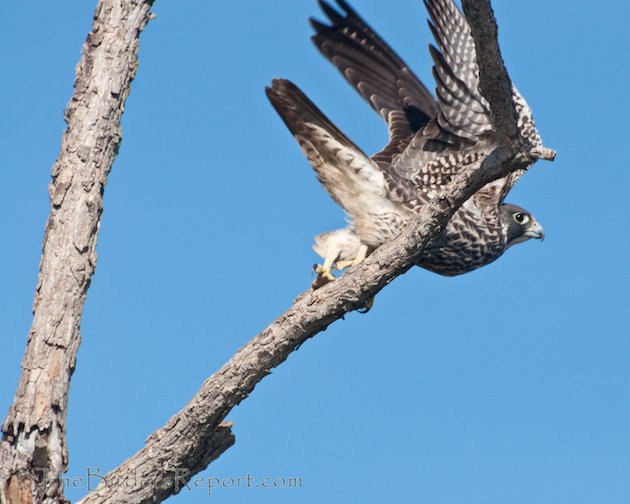 Peregrine Falcon