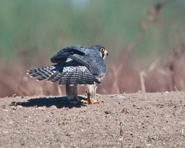 Peregrine Falcon