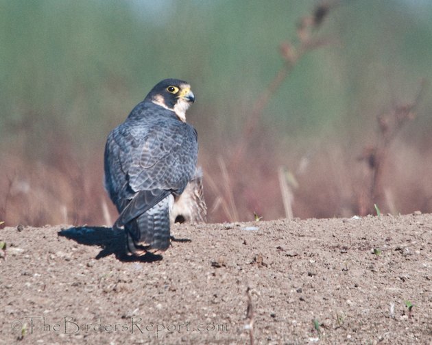 Peregrine Falcon