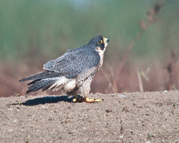 Peregrine Falcon