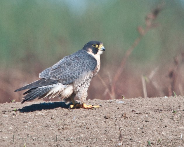 Peregrine Falcon