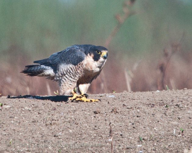 Peregrine Falcon